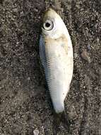 Image of Guiana Herring