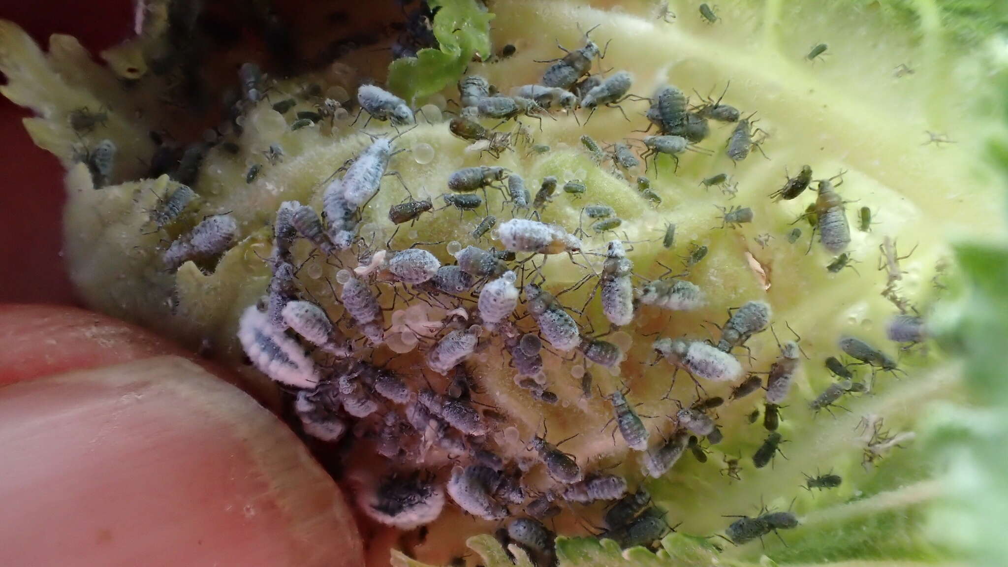 Image of Woolly aphids