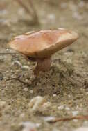 Image of Suillus bovinus (L.) Roussel 1796