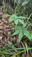 Image of Arisaema formosanum (Hayata) Hayata