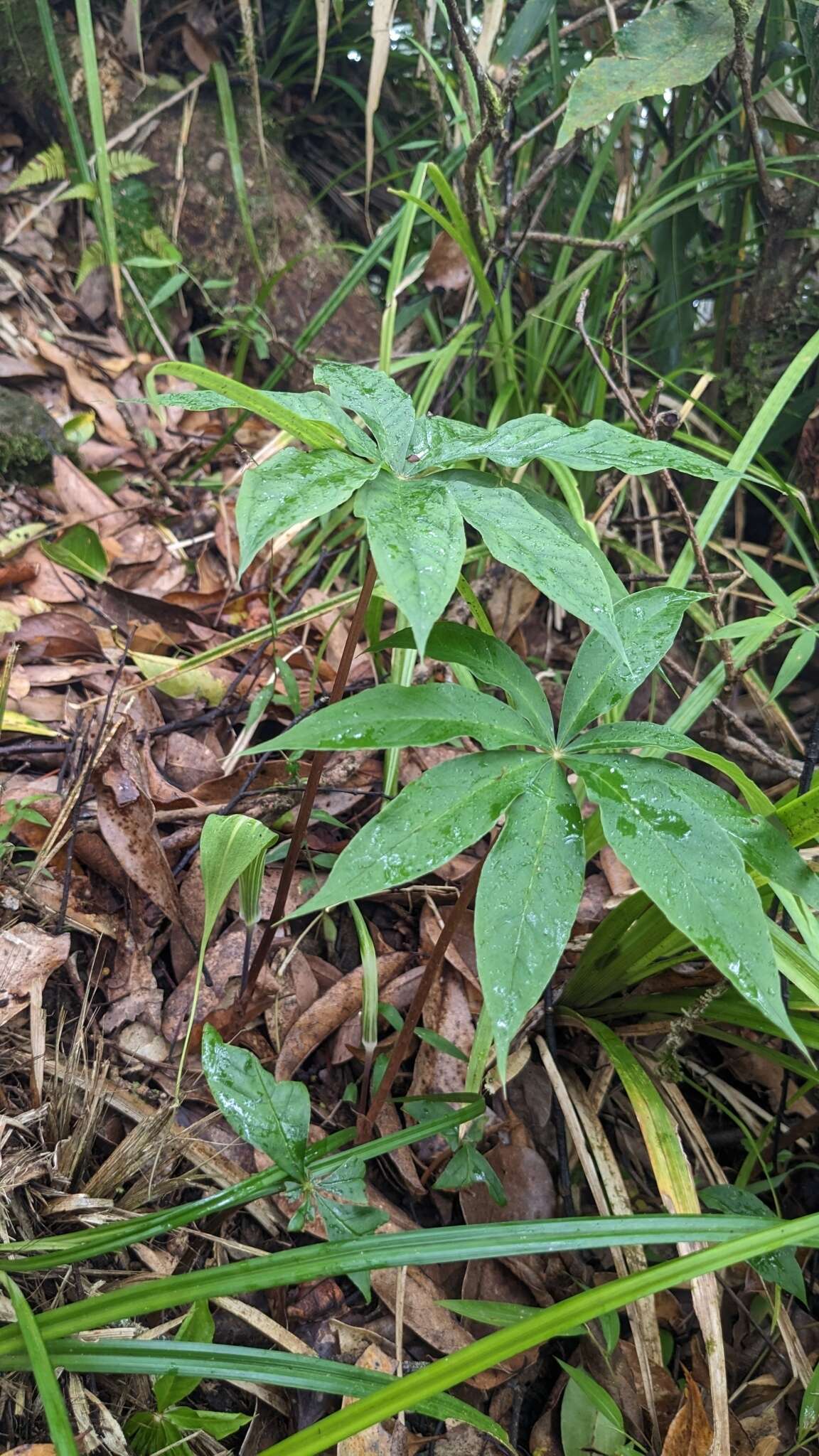 Image of Arisaema formosanum (Hayata) Hayata