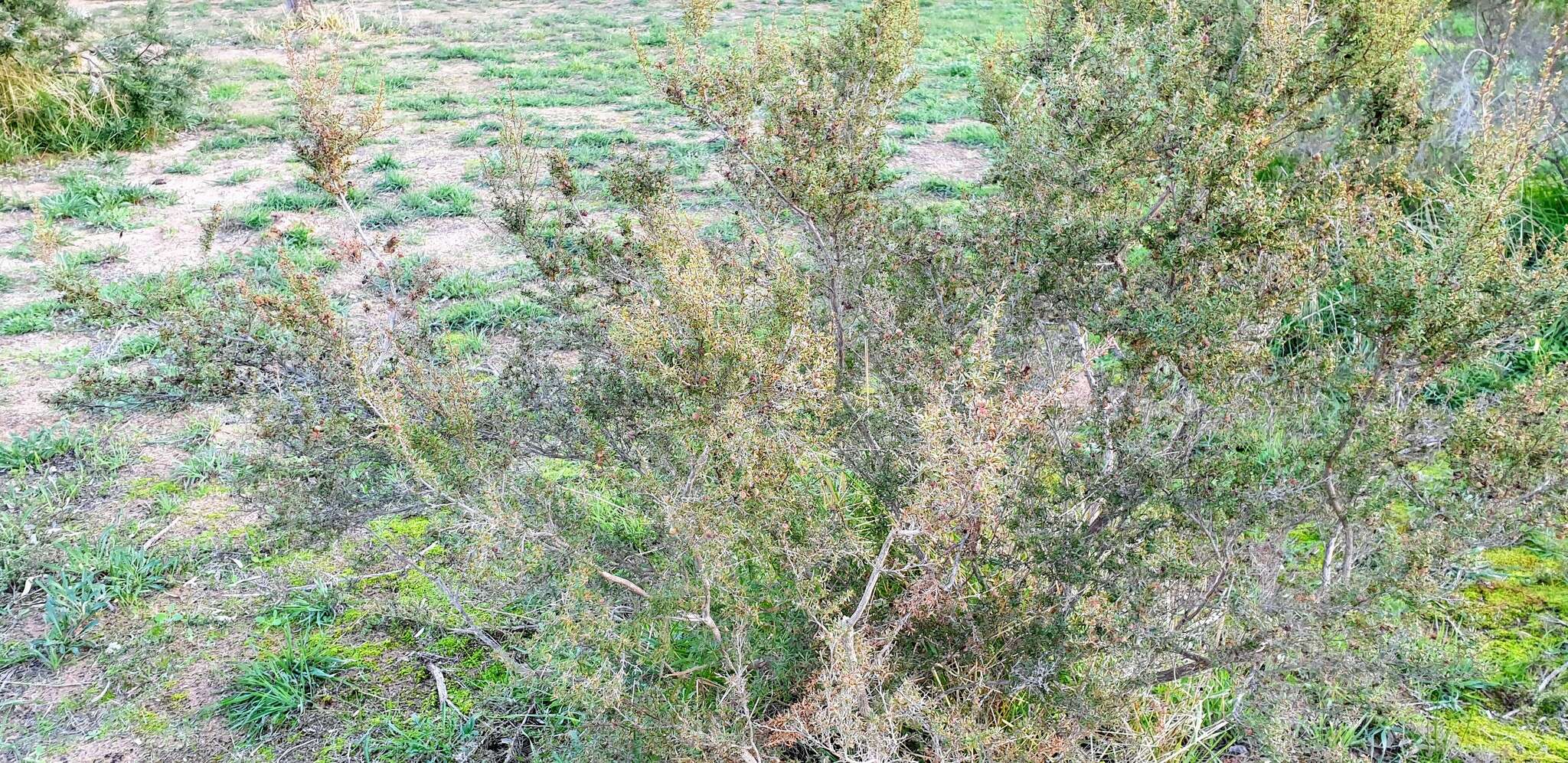 Sivun Leptospermum myrsinoides Schltdl. kuva