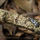 صورة Mecotropis unoi Shibata 1970