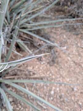 Yucca baccata var. baccata resmi