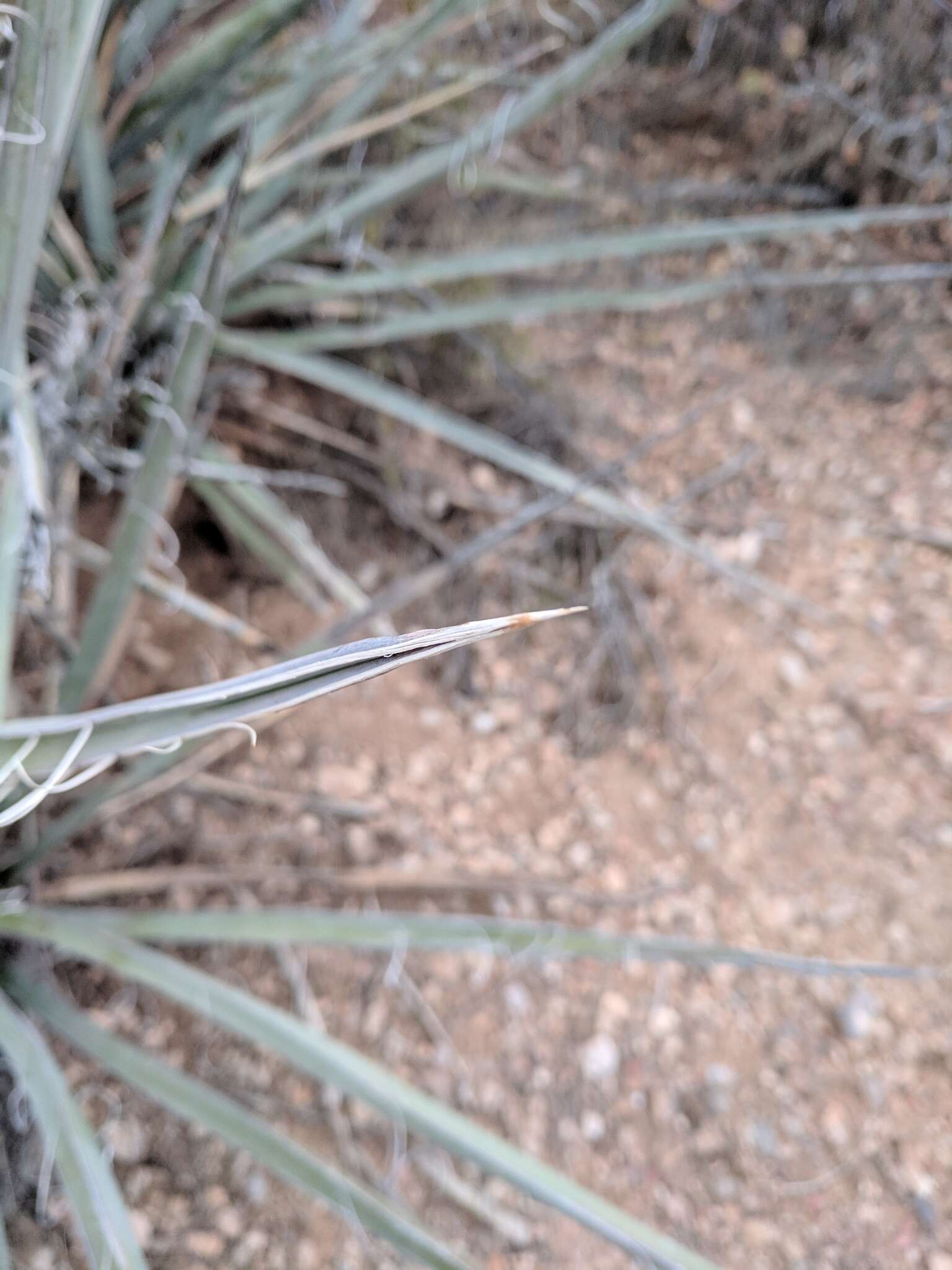 Image de Yucca baccata var. baccata