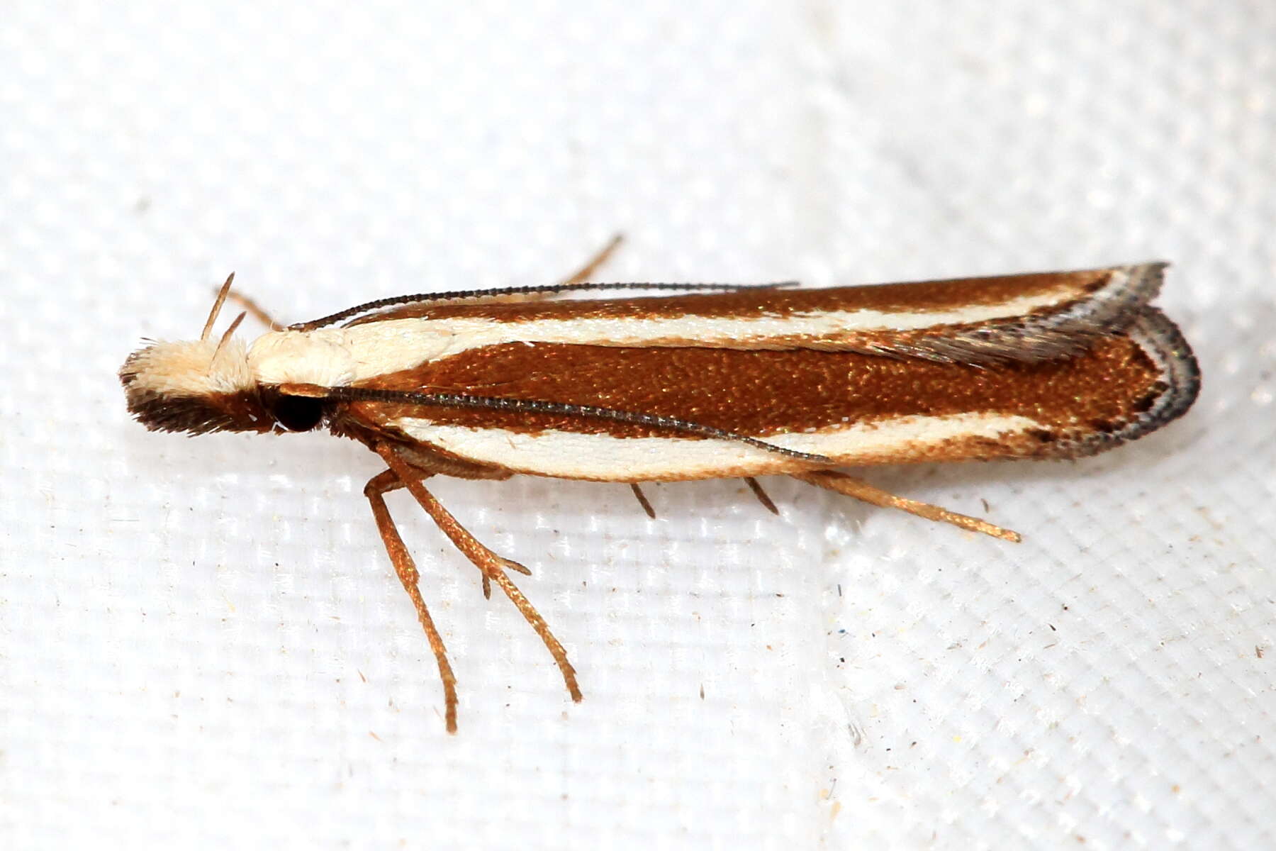 Image of Juniper webworm