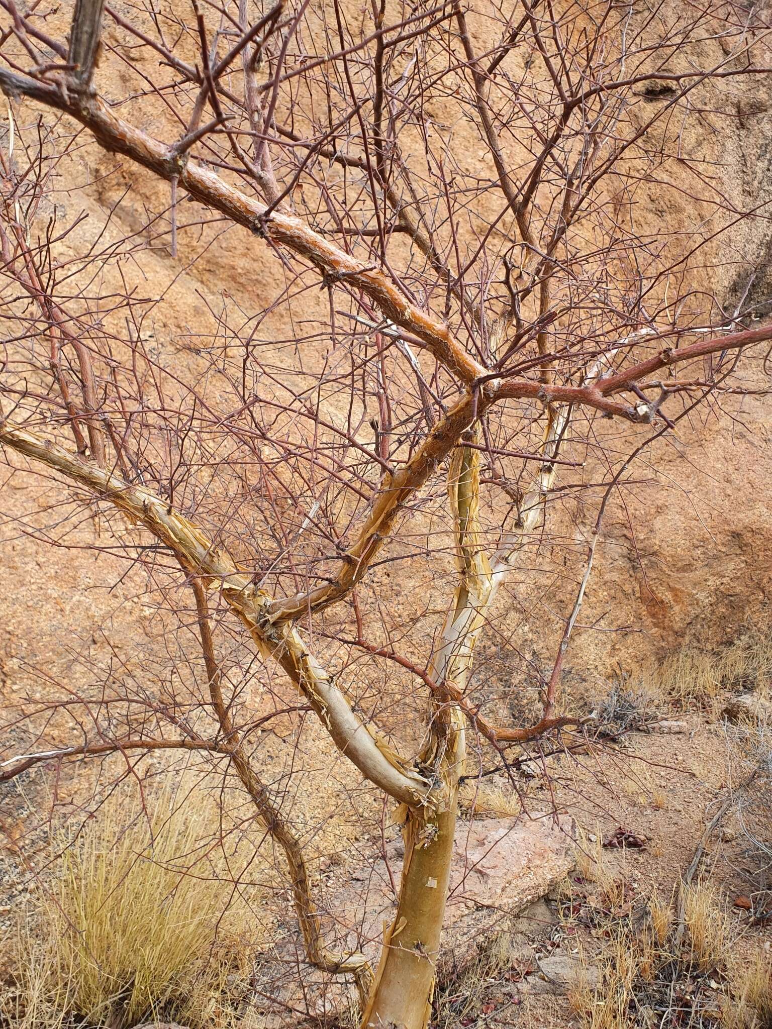 Imagem de Commiphora glaucescens Engl.