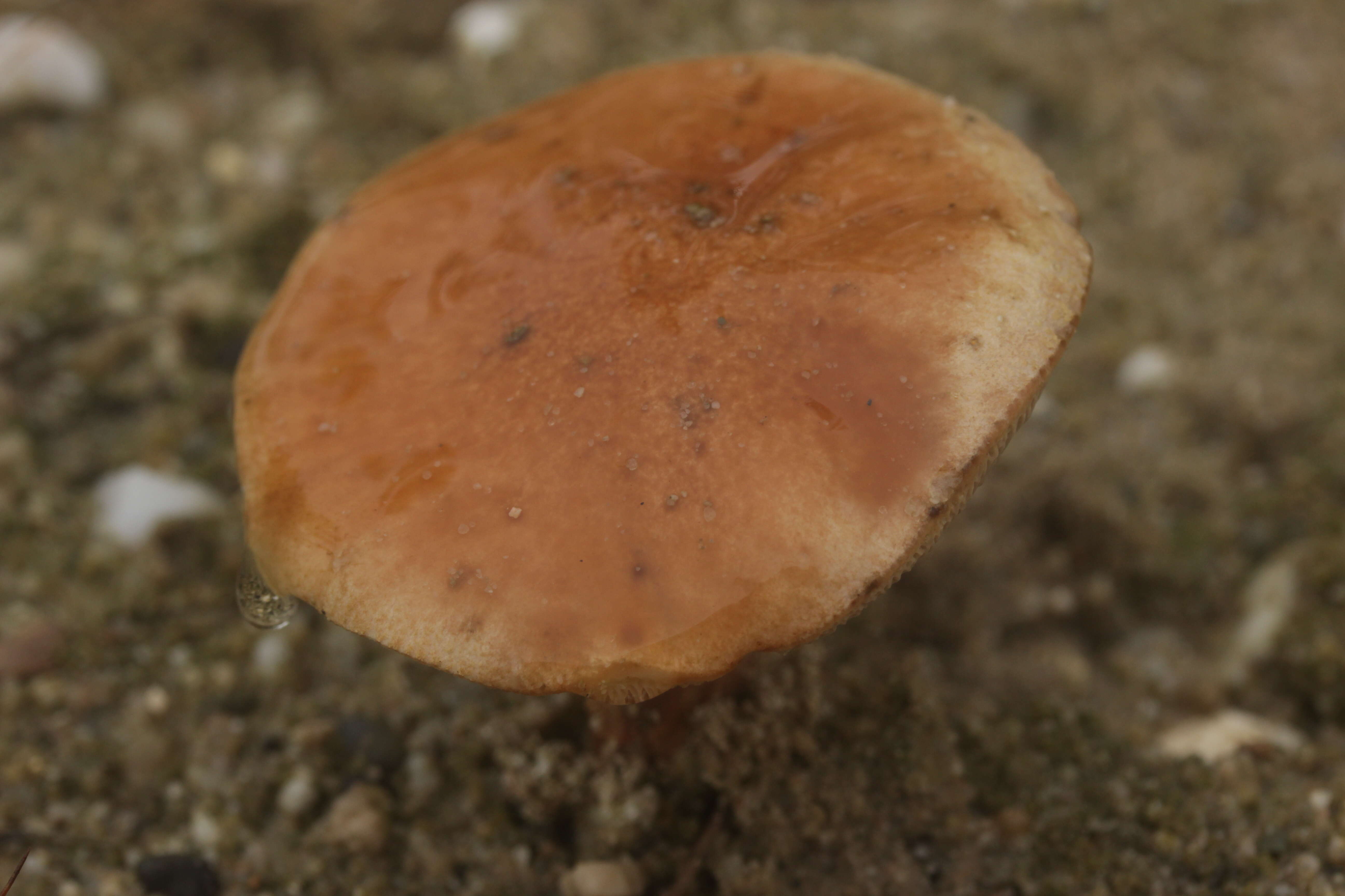 Image of Suillus bovinus (L.) Roussel 1796