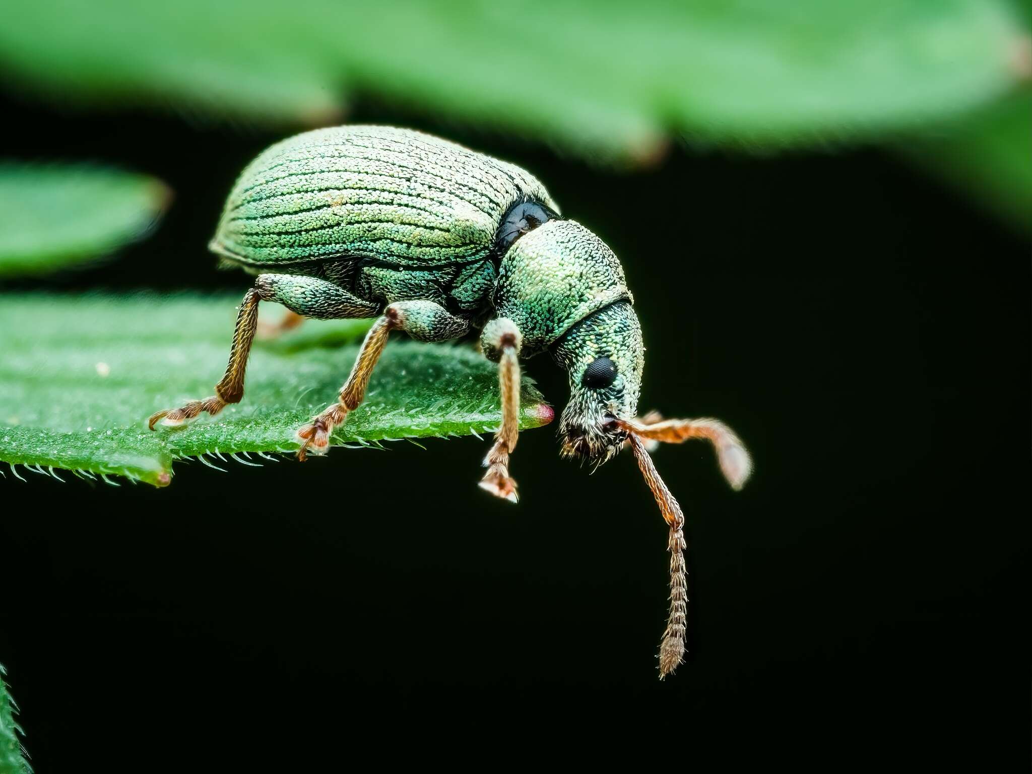 Imagem de Phyllobius (Parnemoicus) roboretanus Gredler 1882