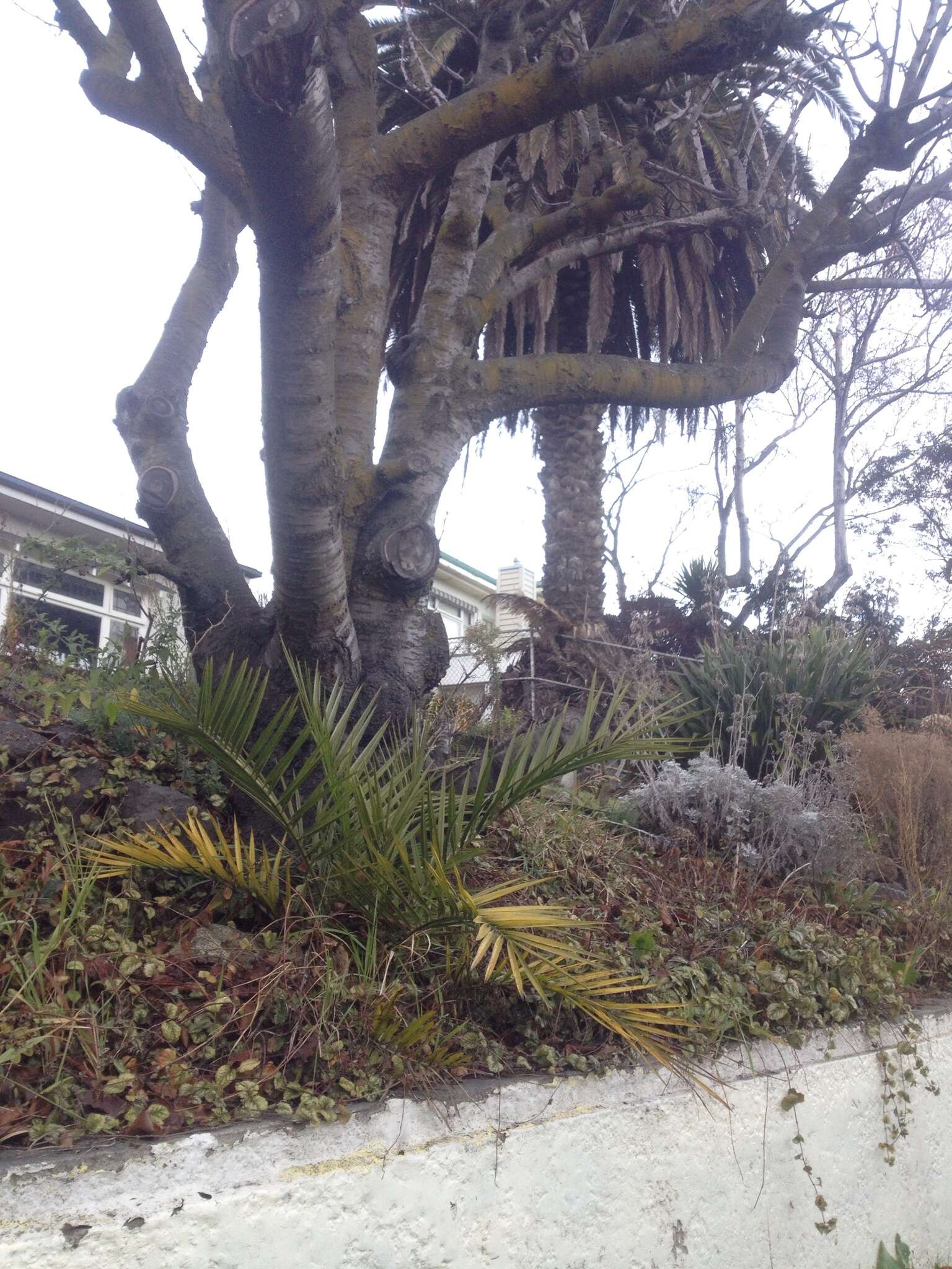 Image of Canary Island date palm