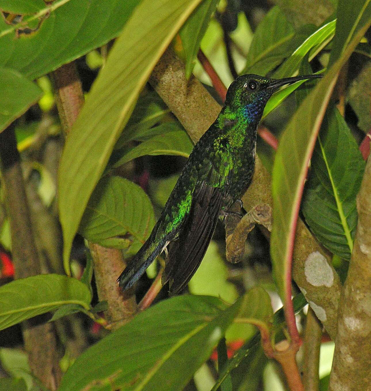 Campylopterus ensipennis (Swainson 1822) resmi