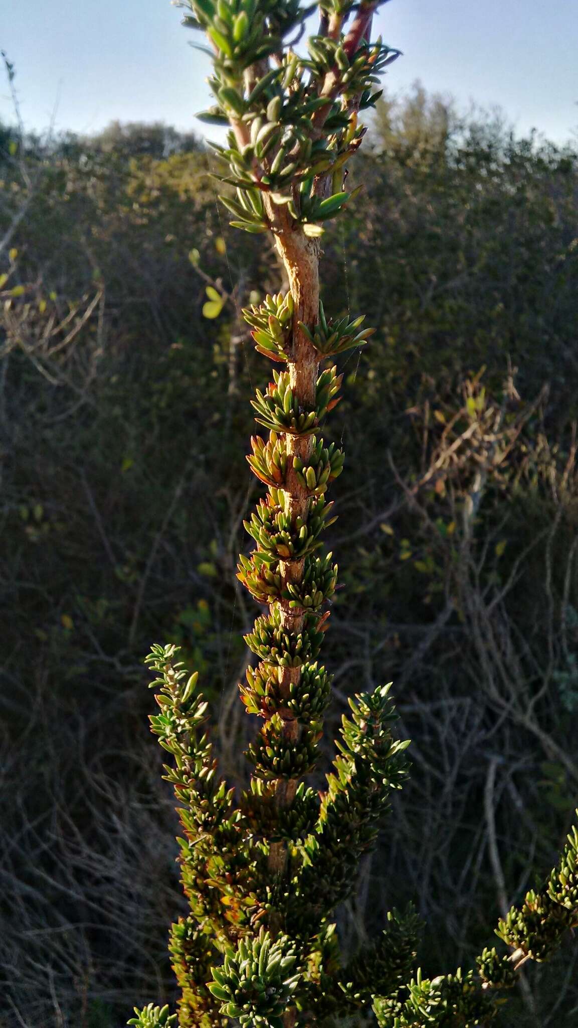 Image of Anthospermum spathulatum Spreng.