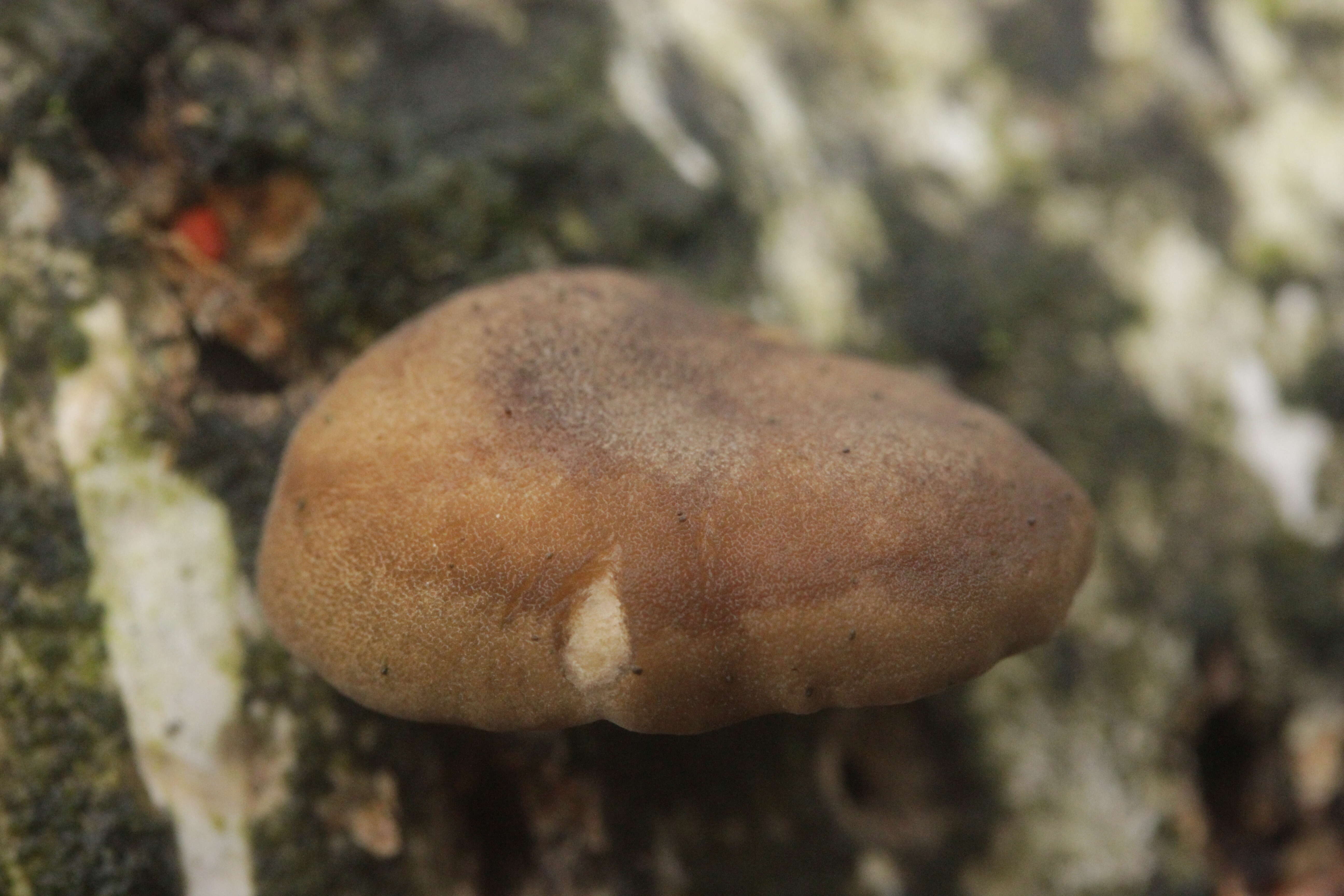 Image of Lentinus brumalis (Pers.) Zmitr. 2010