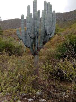 Image of Pachycereus weberi (J. M. Coult.) Backeb.