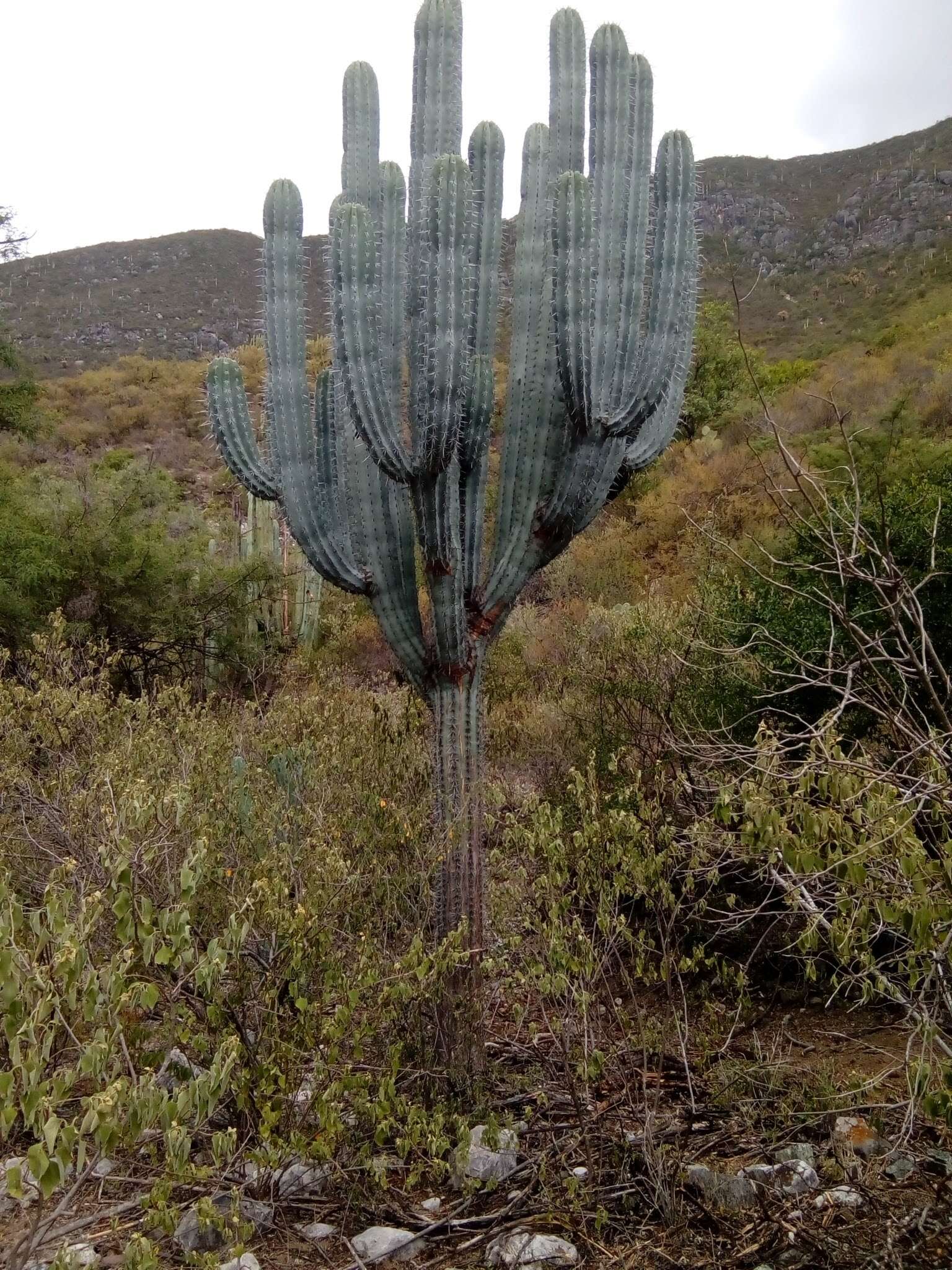 Image of Pachycereus weberi (J. M. Coult.) Backeb.