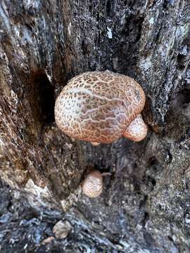 Image of Gymnopilus suberis (Maire) Singer 1951