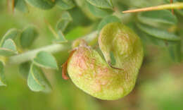 Image of Indigofera circinnata Harv.