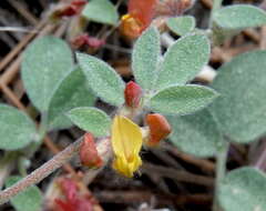 Image de Acmispon decumbens var. davidsonii