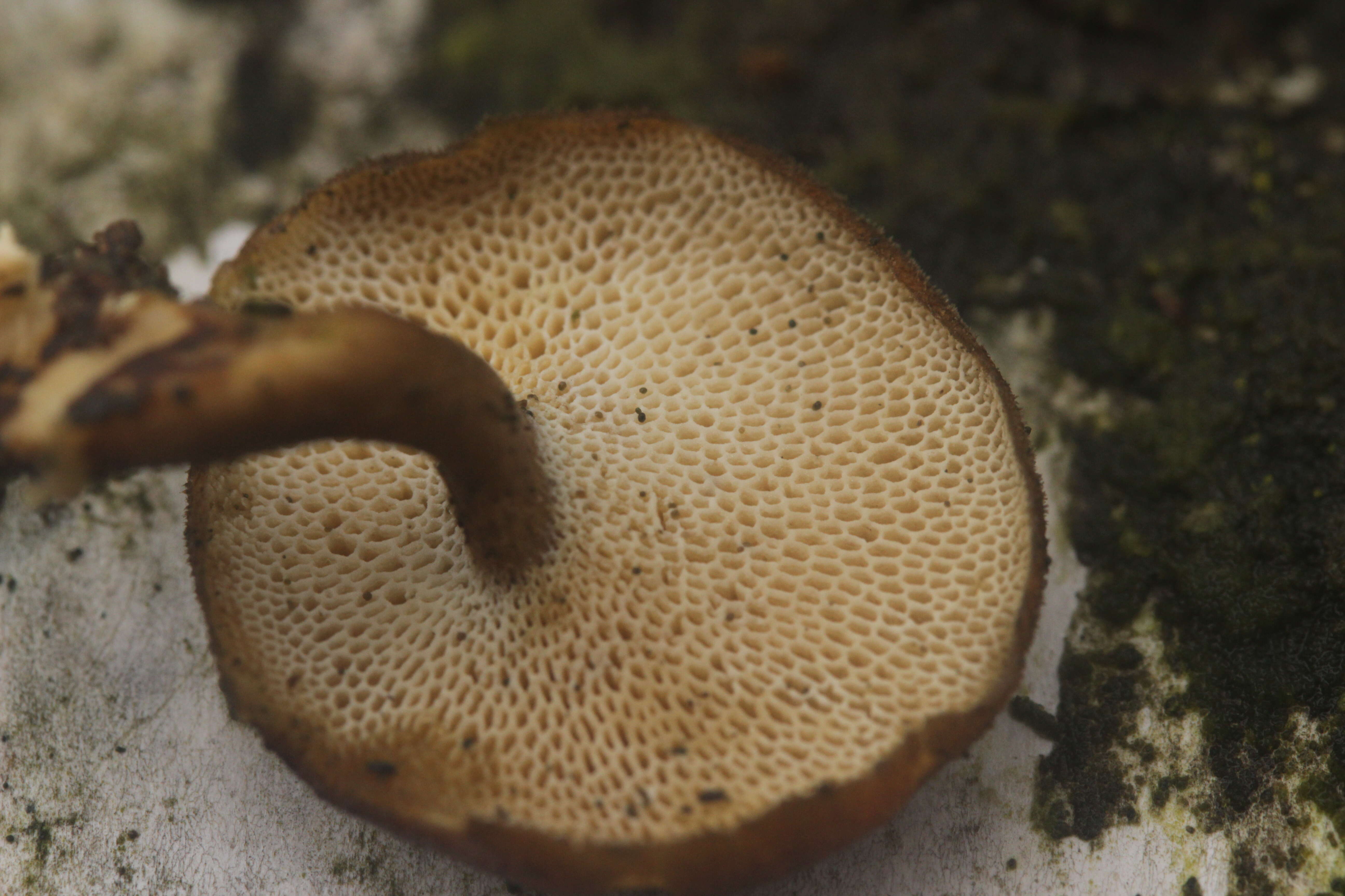 Image of Lentinus brumalis (Pers.) Zmitr. 2010