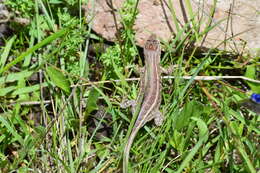 Image of Sceloporus brownorum Smith, Watkins-Colwell, Lemos-Espinal & Chiszar 1997