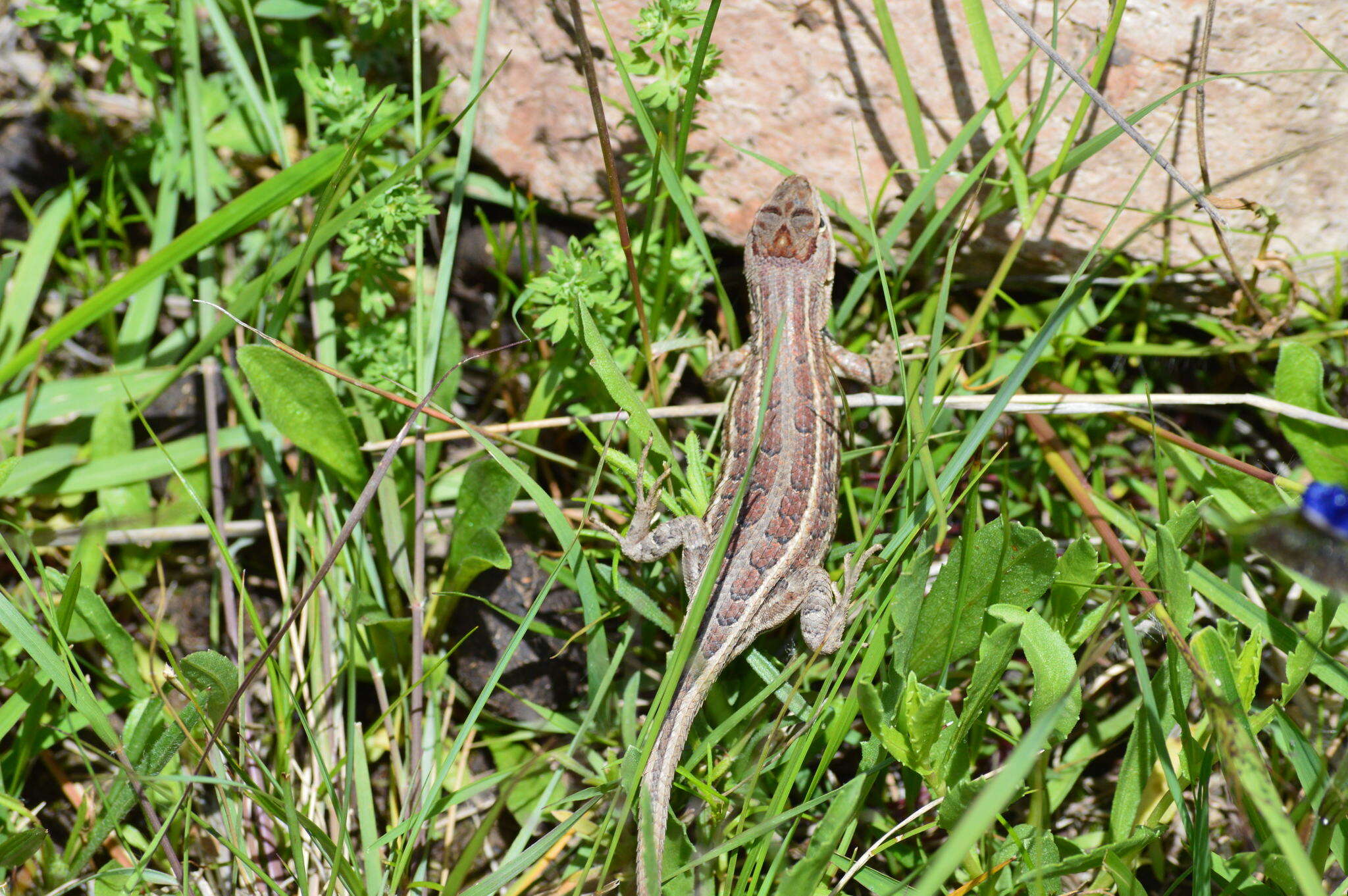 Image of Sceloporus brownorum Smith, Watkins-Colwell, Lemos-Espinal & Chiszar 1997