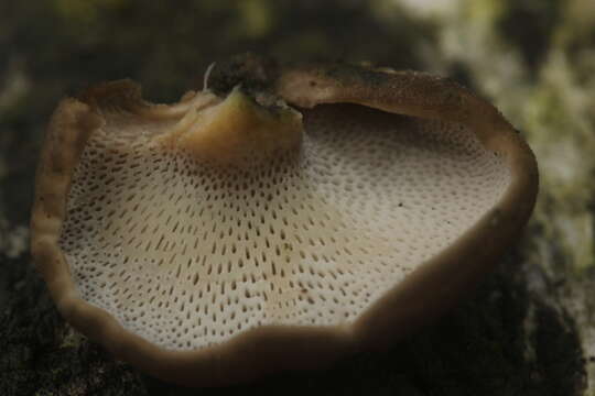 Image of Lentinus brumalis (Pers.) Zmitr. 2010