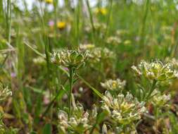 Слика од Alyssum umbellatum Desv.