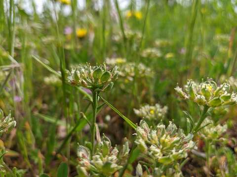 Слика од Alyssum umbellatum Desv.