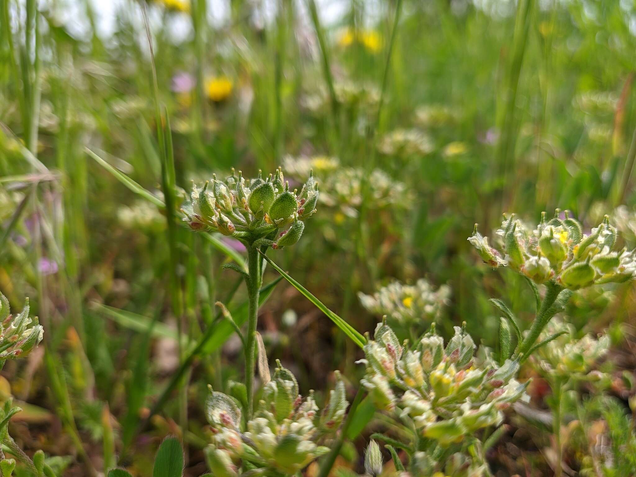 Слика од Alyssum umbellatum Desv.