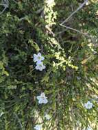 Plancia ëd Cyphanthera myosotidea (F. Müll.) L. Haegi