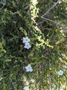 Image of Cyphanthera myosotidea (F. Müll.) L. Haegi