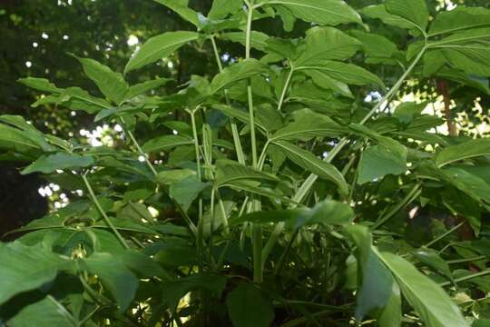 Imagem de Syngonium angustatum Schott