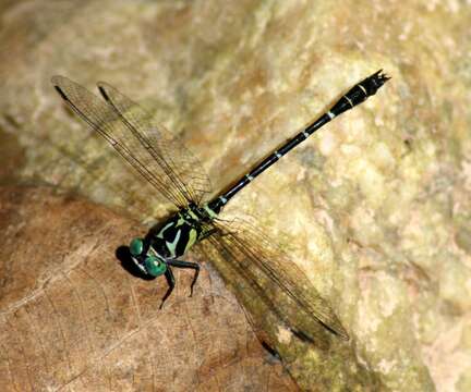 Imagem de Microgomphus chelifer Selys 1858