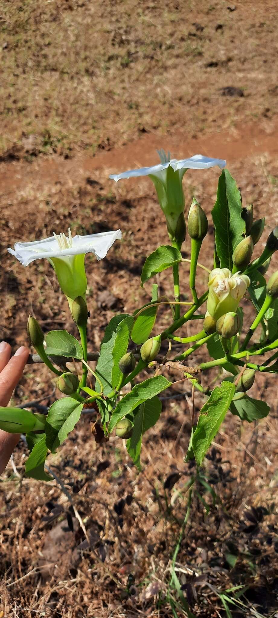 Image of Ipomoea pauciflora subsp. pauciflora