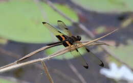 Image of <i>Rhyothemis phyllis chloe</i> Kirby 1894