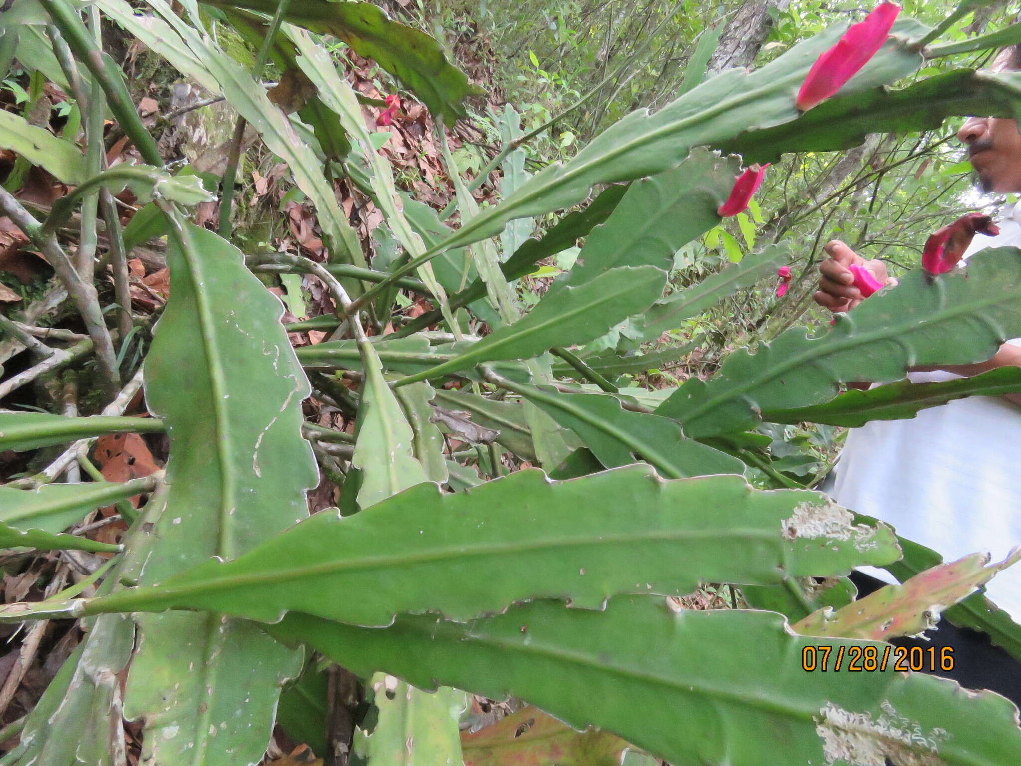 Image of Nightblooming Cactus