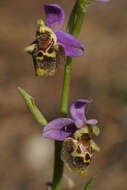 صورة Ophrys fuciflora subsp. heterochila