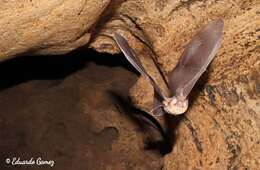 Image of Mexican Greater Funnel-eared Bat