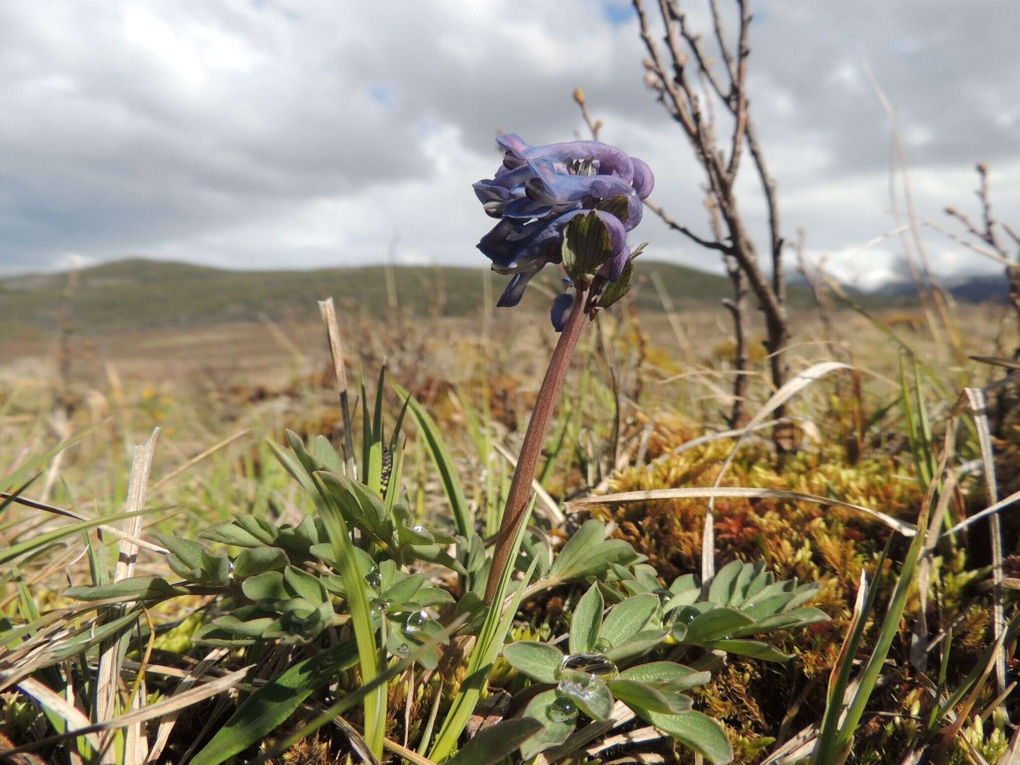 Imagem de Corydalis pauciflora (Willd.) Pers.