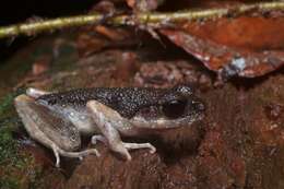 Image of Gracile Litter Frog