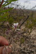 Image of Pelargonium caledonicum L. Bolus