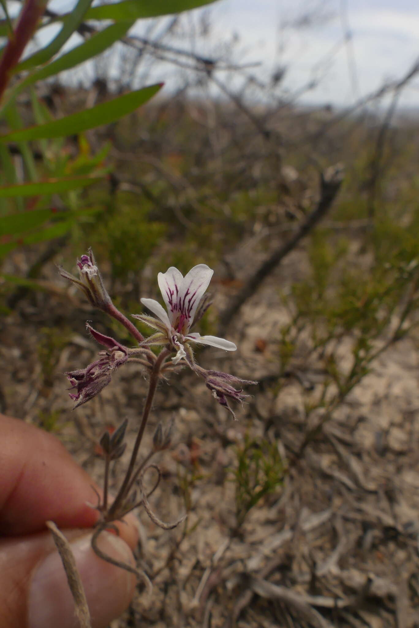 Image of Pelargonium caledonicum L. Bolus