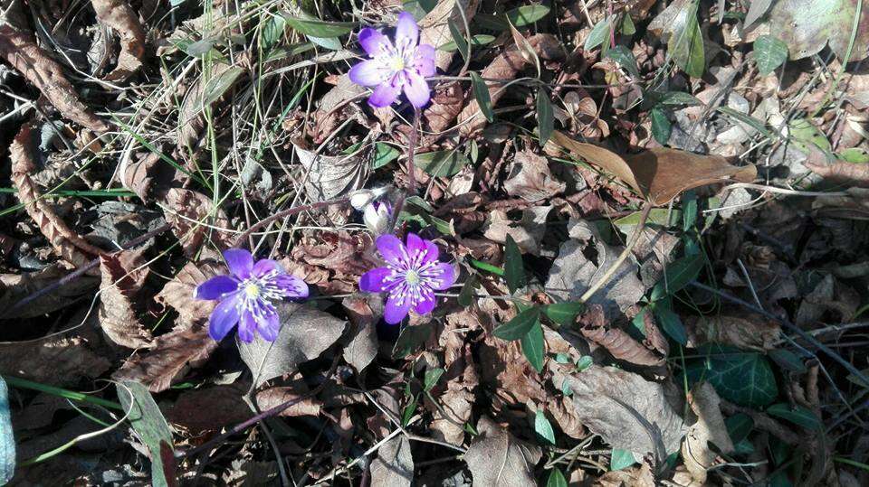 Plancia ëd Hepatica