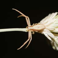 Image of Runcinia acuminata (Thorell 1881)