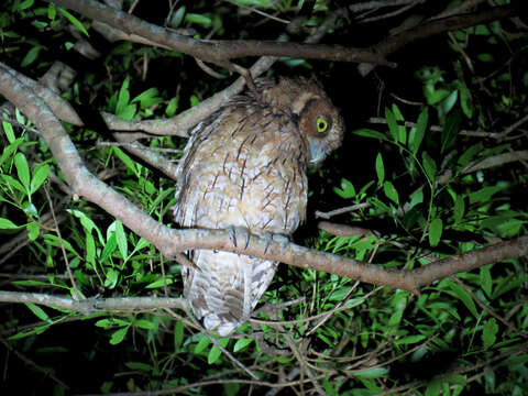 Image of Long-tufted Screech Owl