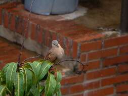 صورة Columbina talpacoti rufipennis (Bonaparte 1855)