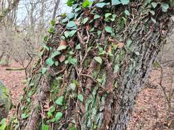 Image de Hedera pastuchovii Woronow