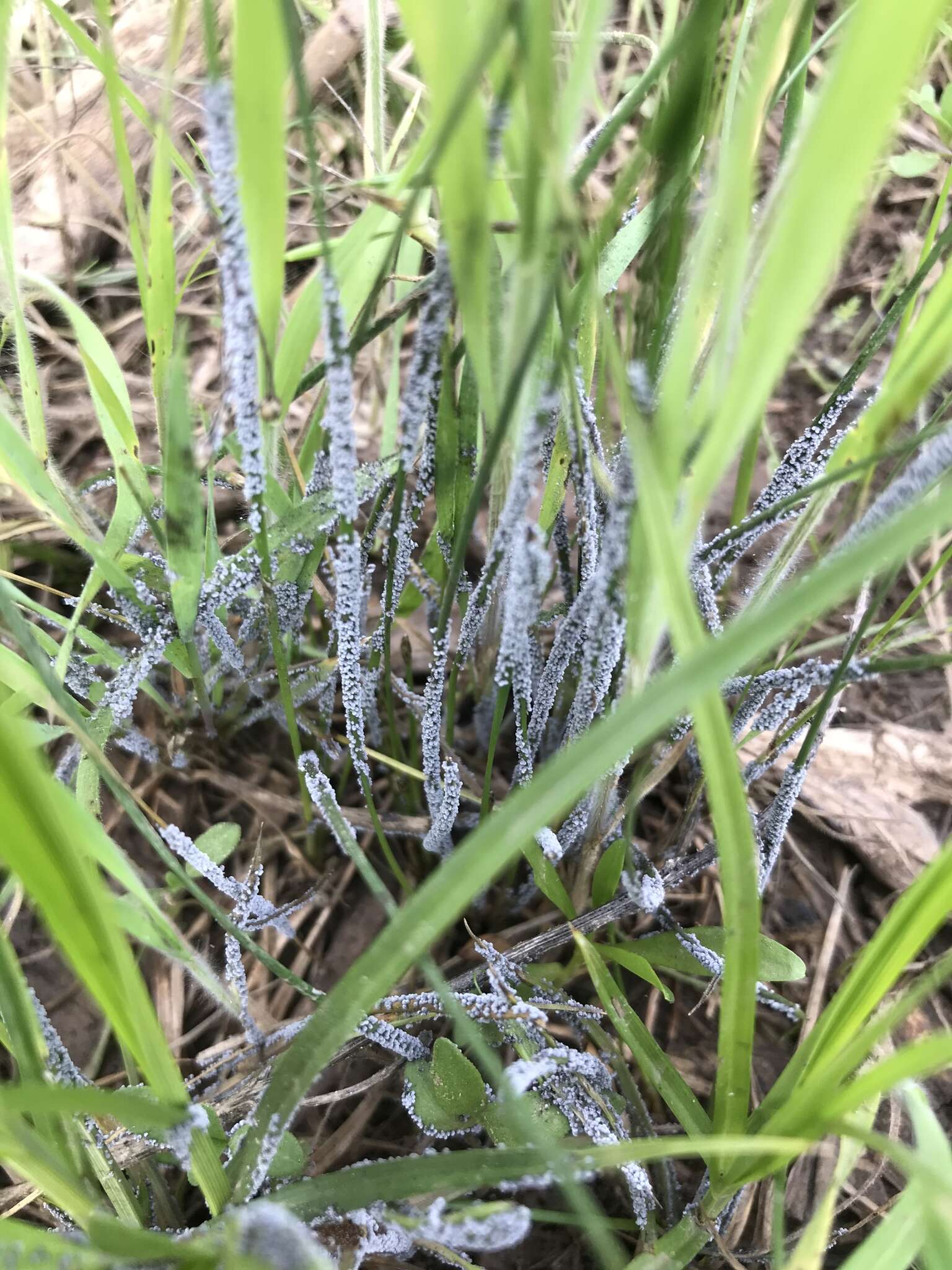 Image of Ashen Slime Mold