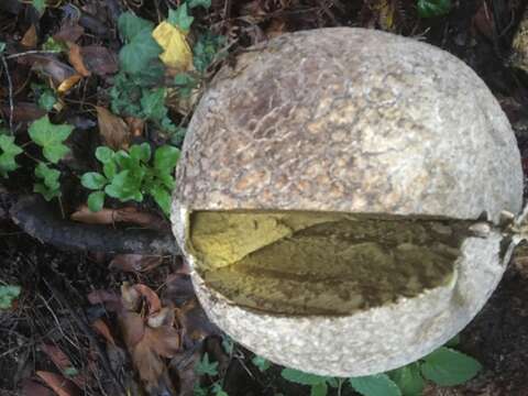 Image of Western giant puffball