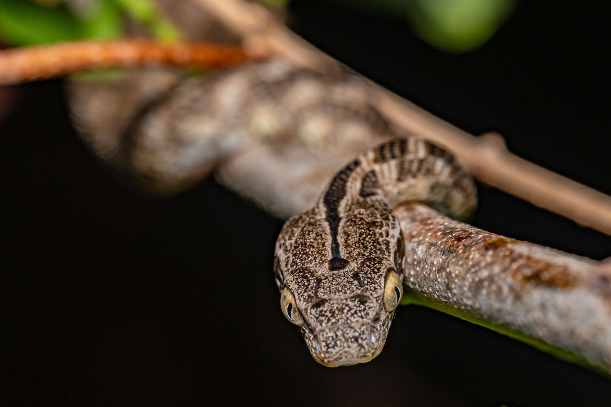 Image of Forsten's Cat Snake